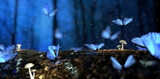 Czy grzyby się wyrywa czy wycina?